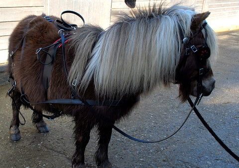 Windsor Miniature Leather Harness